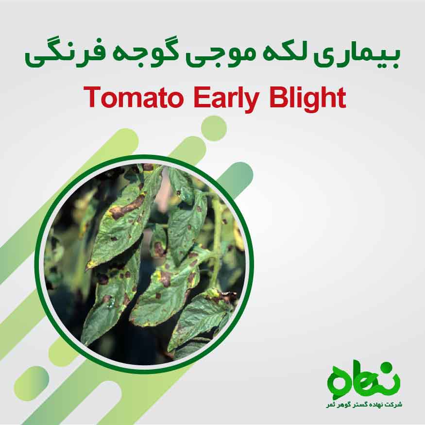 بیماری لکه موجی گوجه فرنگی، شناسایی و راههای پیشگیری